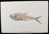 Detailed Diplomystus Fish Fossil From Wyoming #21919-1